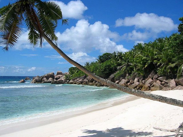 Palm-lined beach in Seychelles